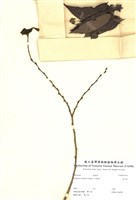 藏品(軟毛柿)的圖片